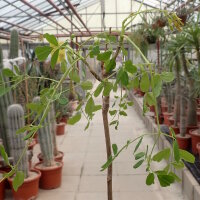 Moringa hildebrandtii