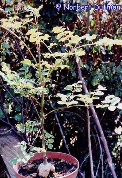 Moringa oleifera
