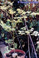 Moringa oleifera