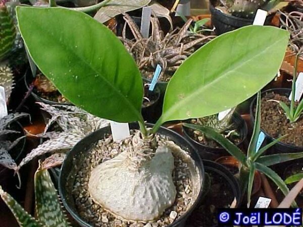 Myrmecodia  echinata (Rubiaceae) (Ameisenknolle)