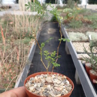 Operculicarya pachypus