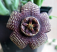 Orbea maculosa (syn. Stapelia) cristata