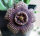 Orbea maculosa (syn. Stapelia) cristata