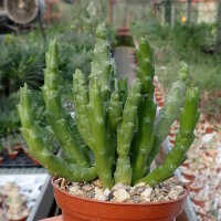 Orbea variegata