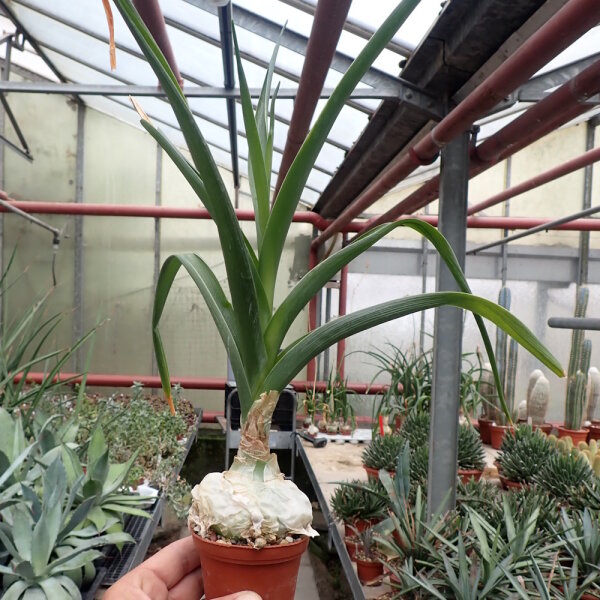 Ornithogalum longibracteatum