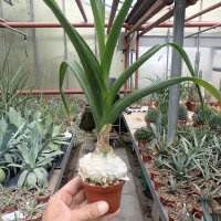 Ornithogalum longibracteatum