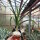 Ornithogalum longibracteatum