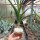 Ornithogalum longibracteatum