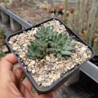 Orostachys fimbriata Mongolei (dw)