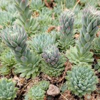 Orostachys fimbriata Mongolei (dw)