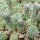 Orostachys fimbriata Mongolei (dw)