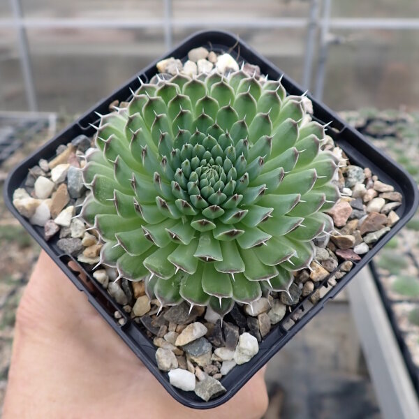 Orostachys spinosa (dw)