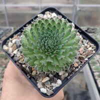 Orostachys spinosa (dw)