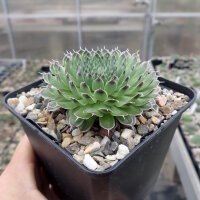 Orostachys spinosa (dw)