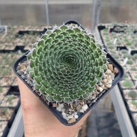 Orostachys spinosa (dw)