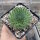 Orostachys spinosa (dw)
