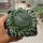 Orostachys spinosa (dw)