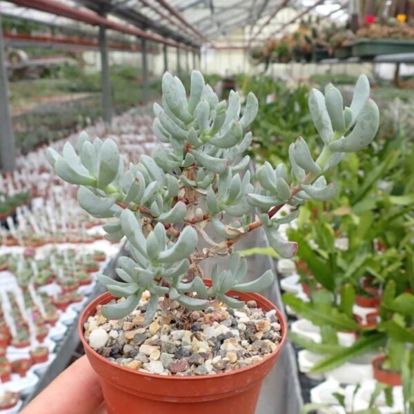 Oscularia caulescens
