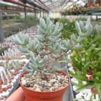 Oscularia caulescens