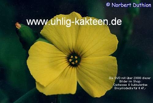 Oxalis carnosa