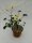 Oxalis carnosa