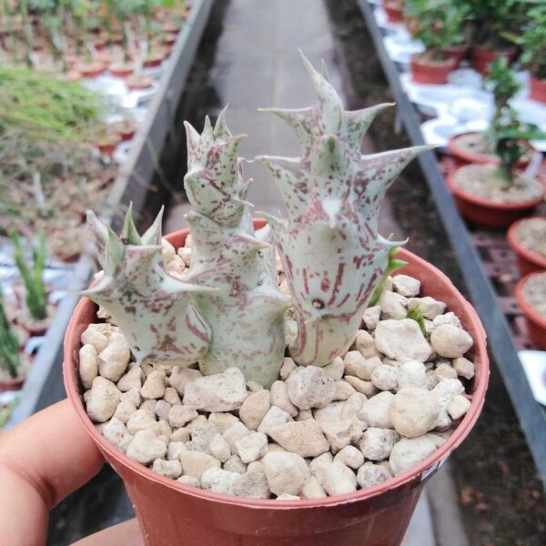 Pachycymbium hesperidum
