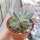 Pachyphytum compactum