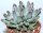 Pachyphytum compactum