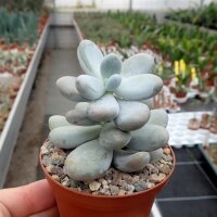 Pachyphytum oviferum