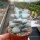 Pachyphytum oviferum