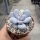 Pachyphytum oviferum