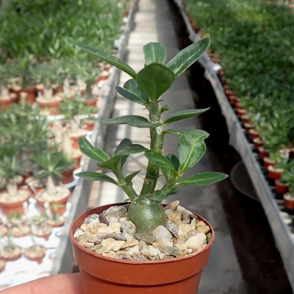 Pachypodium bispinosum