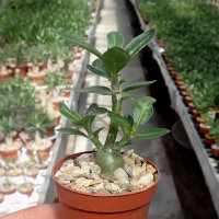 Pachypodium bispinosum