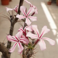 Pachypodium bispinosum