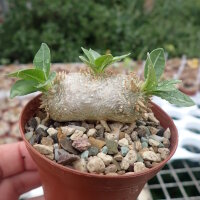 Pachypodium brevicaule