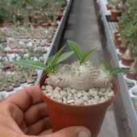 Pachypodium brevicaule
