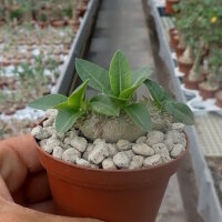 Pachypodium brevicaule