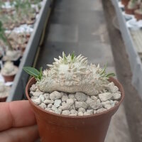 Pachypodium brevicaule