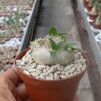 Pachypodium brevicaule
