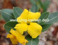 Pachypodium brevicaule