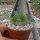 Pachypodium brevicaule