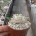 Pachypodium brevicaule