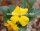 Pachypodium brevicaule
