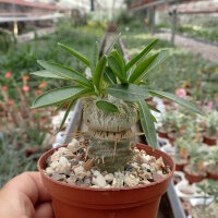 Pachypodium brevicaule gepfr.