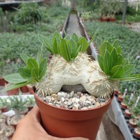 Pachypodium brevicaule gepfr.