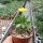Pachypodium brevicaule gepfr.