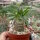Pachypodium brevicaule gepfr.