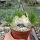 Pachypodium brevicaule gepfr.