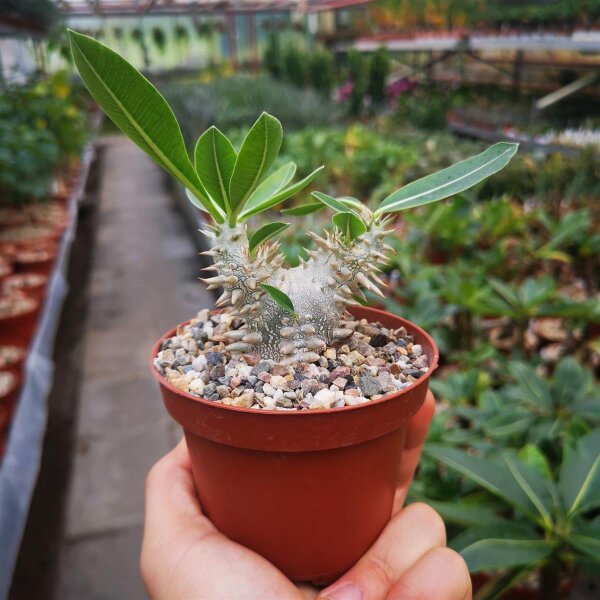 Pachypodium brevicaule x densiflorum F2