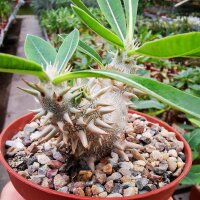 Pachypodium brevicaule x densiflorum F2